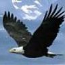black eagle